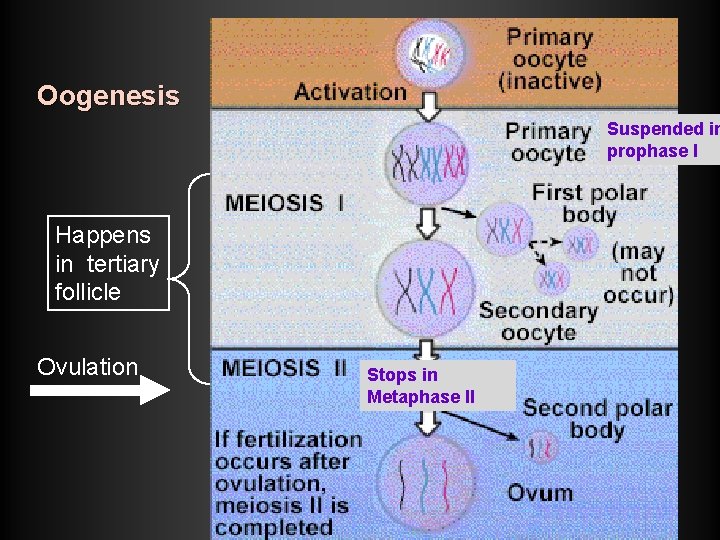 Oogenesis Suspended in prophase I Happens in tertiary follicle Ovulation Stops in Metaphase II Oogenesis Suspended in prophase I Happens in tertiary follicle Ovulation Stops in Metaphase II