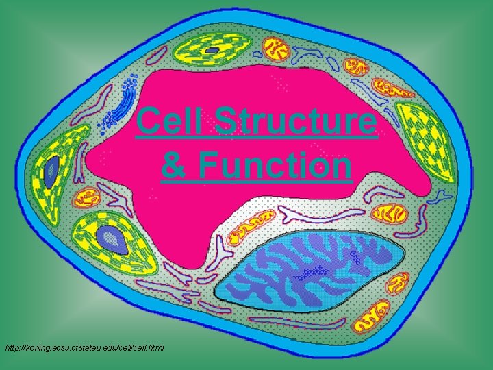 Cell Structure & Function http: //koning. ecsu. ctstateu. edu/cell. html 