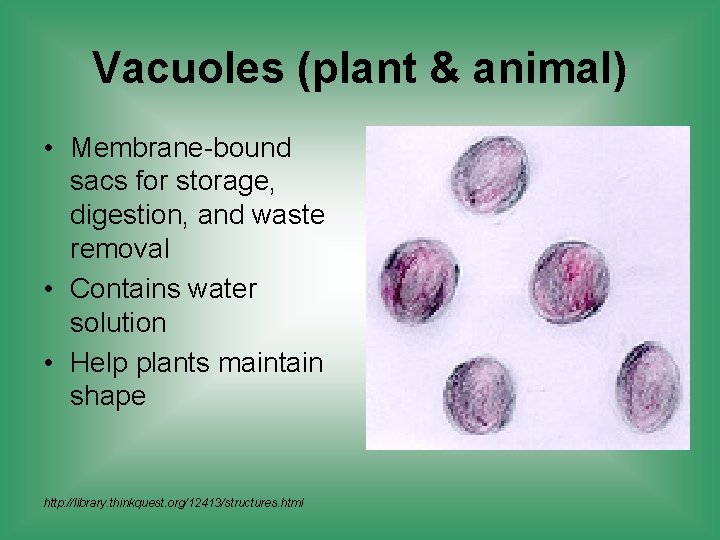 Vacuoles (plant & animal) • Membrane-bound sacs for storage, digestion, and waste removal •