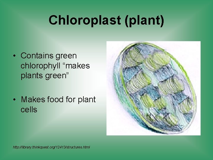 Chloroplast (plant) • Contains green chlorophyll “makes plants green” • Makes food for plant