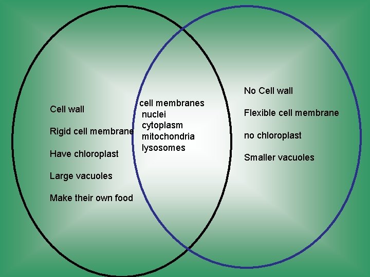 No Cell wall cell membranes nuclei cytoplasm Rigid cell membrane mitochondria lysosomes Have chloroplast