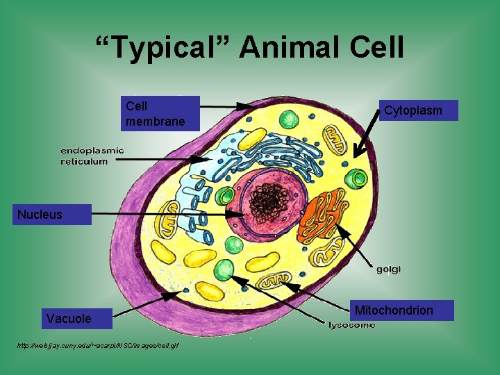 “Typical” Animal Cell membrane Cytoplasm Nucleus Vacuole http: //web. jjay. cuny. edu/~acarpi/NSC/images/cell. gif Mitochondrion