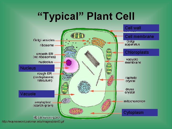 “Typical” Plant Cell wall Cell membrane Chloroplasts Nucleus Vacuole Cytoplasm http: //waynesword. palomar. edu/images/plant