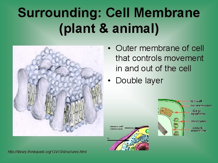 Surrounding: Cell Membrane (plant & animal) • Outer membrane of cell that controls movement