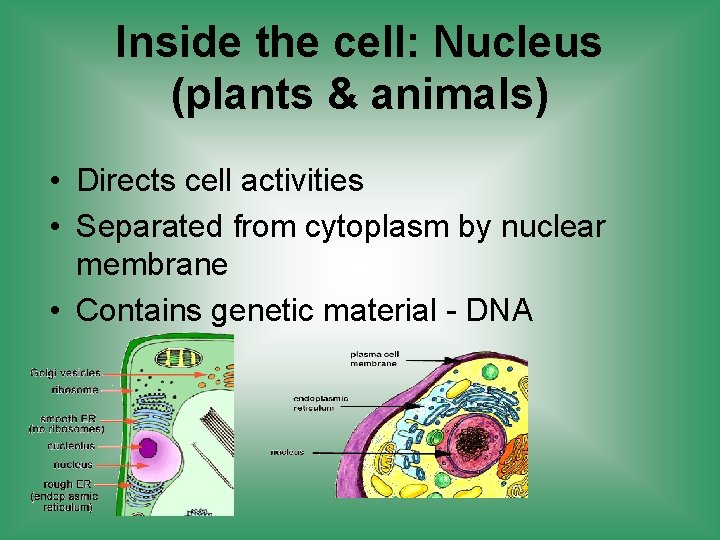 Inside the cell: Nucleus (plants & animals) • Directs cell activities • Separated from