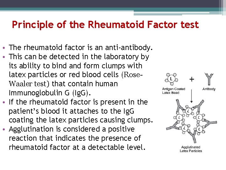 Principle of the Rheumatoid Factor test • The rheumatoid factor is an anti-antibody. •