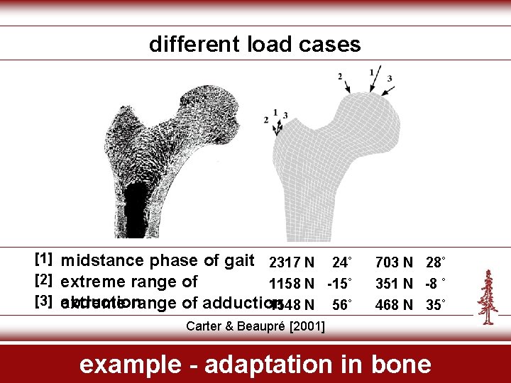 different load cases [1] [2] [3] midstance phase of gait 2317 N 24˚ extreme