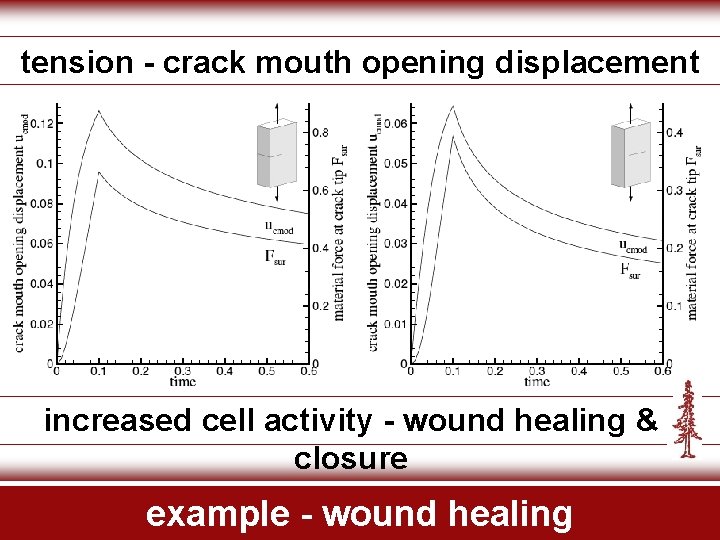 tension - crack mouth opening displacement increased cell activity - wound healing & closure