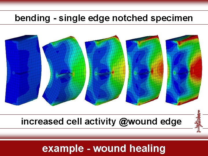 bending - single edge notched specimen increased cell activity @wound edge example - wound