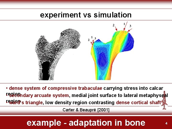 experiment vs simulation • dense system of compressive trabaculae carrying stress into calcar region