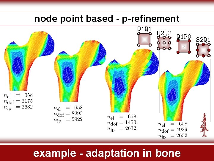 node point based - p-refinement example - adaptation in bone 
