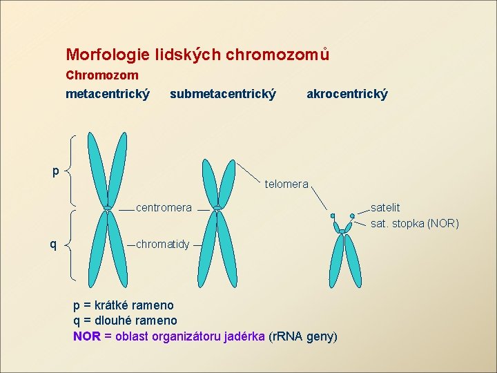 Morfologie lidských chromozomů Chromozom metacentrický submetacentrický akrocentrický p telomera centromera q chromatidy p =