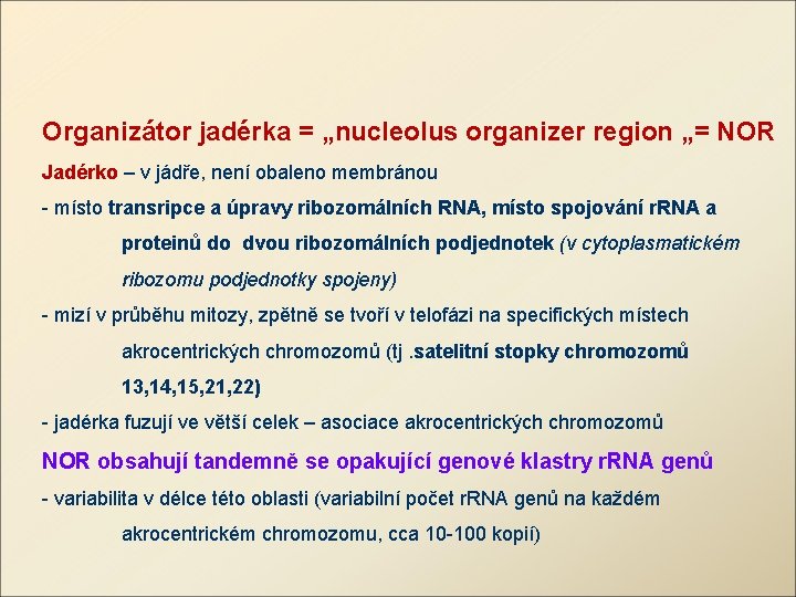 Organizátor jadérka = „nucleolus organizer region „= NOR Jadérko – v jádře, není obaleno