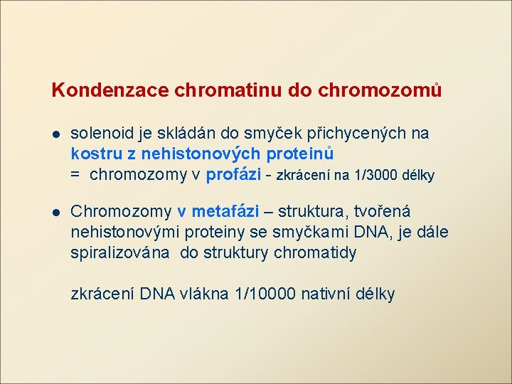 Kondenzace chromatinu do chromozomů solenoid je skládán do smyček přichycených na kostru z nehistonových