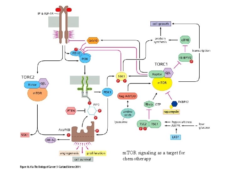 m. TOR signaling as a target for chemotherapy 