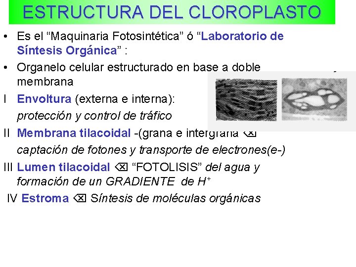 ESTRUCTURA DEL CLOROPLASTO • Es el “Maquinaria Fotosintética” ó “Laboratorio de Síntesis Orgánica” :