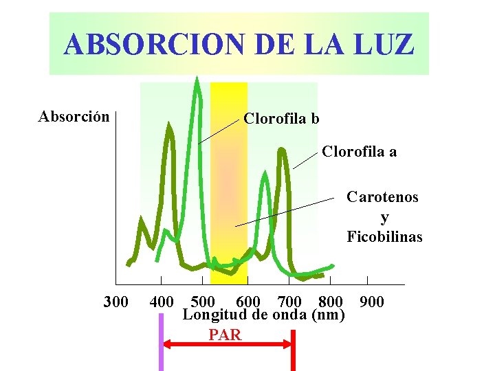 ABSORCION DE LA LUZ Absorción Clorofila b Clorofila a Carotenos y Ficobilinas 300 400
