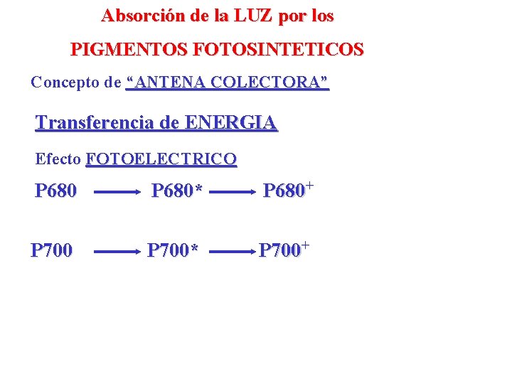 Absorción de la LUZ por los PIGMENTOS FOTOSINTETICOS Concepto de “ANTENA COLECTORA” Transferencia de