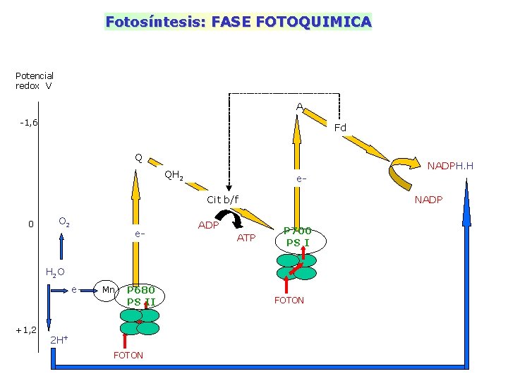 Fotosíntesis: FASE FOTOQUIMICA Potencial redox V A -1, 6 Fd Q NADPH. H QH