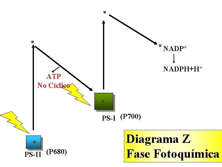 NADP+ NADPH+H+ ATP No Cíclico PS-I (P 700) PS-II (P 680) Diagrama Z Fase