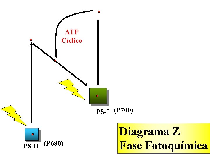 ATP Cíclico PS-I (P 700) PS-II (P 680) Diagrama Z Fase Fotoquímica 