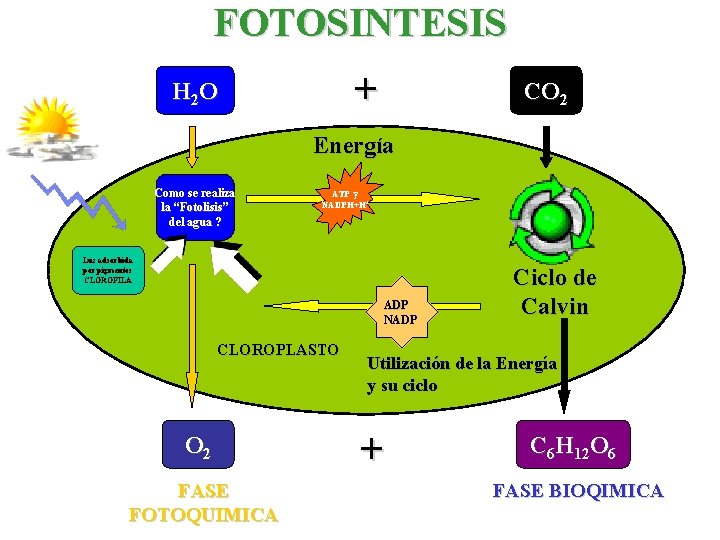 FOTOSINTESIS + H 2 O CO 2 Energía Como se realiza la “Fotolisis ”