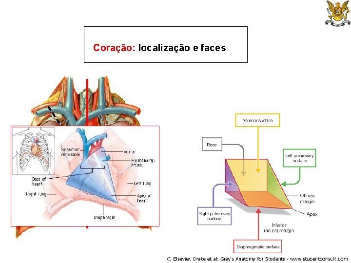 Coração: localização e faces 