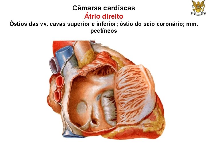 Câmaras cardíacas Átrio direito Óstios das vv. cavas superior e inferior; óstio do seio