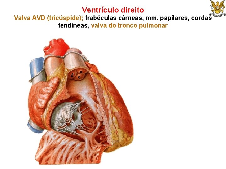 Ventrículo direito Valva AVD (tricúspide); trabéculas cárneas, mm. papilares, cordas tendíneas, valva do tronco