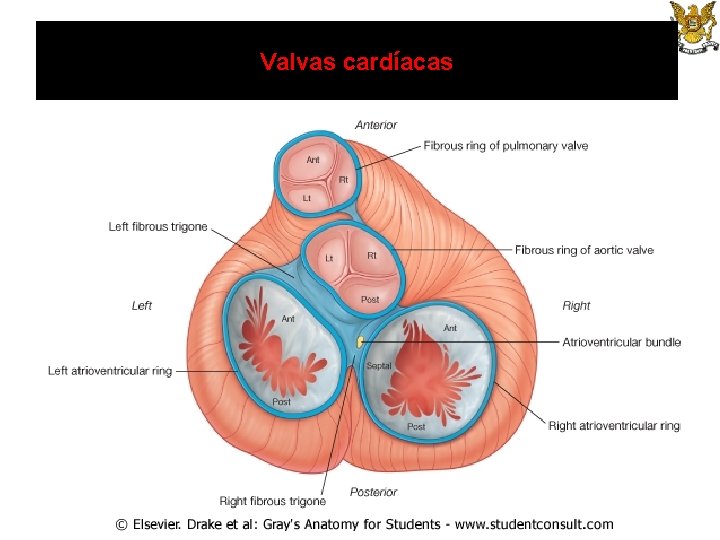 Valvas cardíacas 