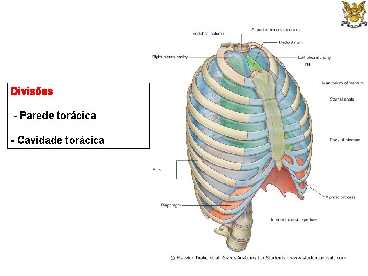 Divisões - Parede torácica - Cavidade torácica 