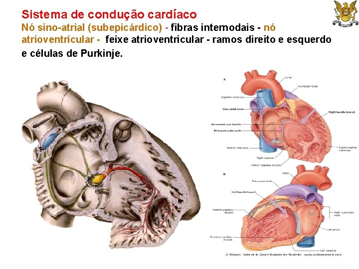 Sistema de condução cardíaco Nó sino-atrial (subepicárdico) - fibras internodais - nó atrioventricular -