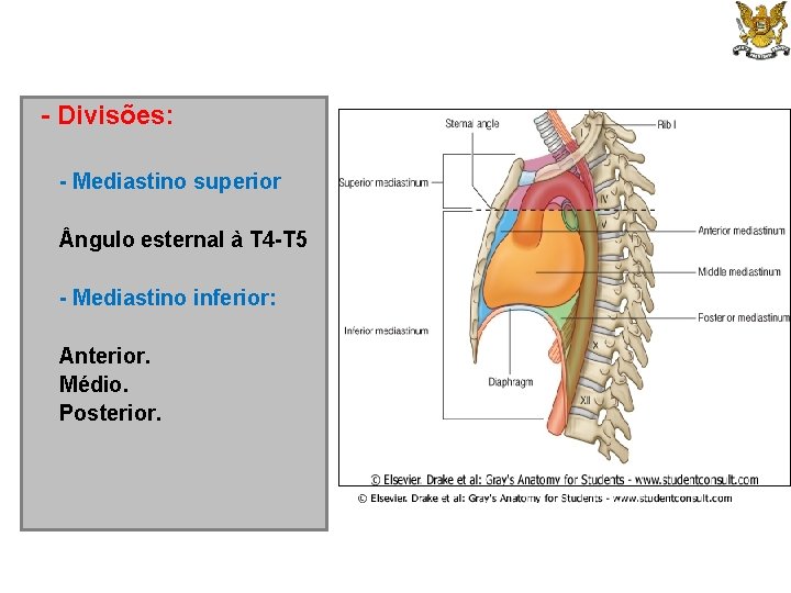 - Divisões: - Mediastino superior ngulo esternal à T 4 -T 5 - Mediastino