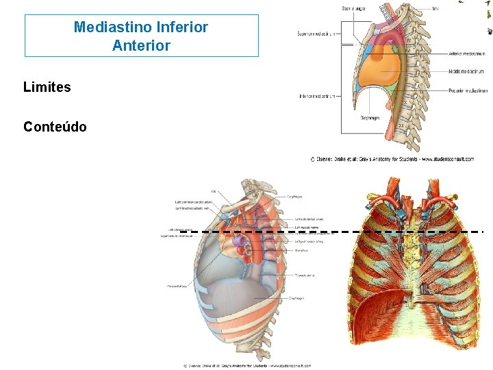 Mediastino Inferior Anterior Limites Conteúdo 