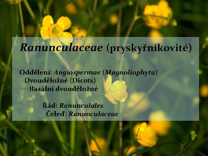 Ranunculaceae (pryskyřníkovité) Oddělení: Angiospermae (Magnoliophyta) Dvouděložné (Dicots) Bazální dvouděložné Řád: Ranunculales Čeleď: Ranunculaceae 