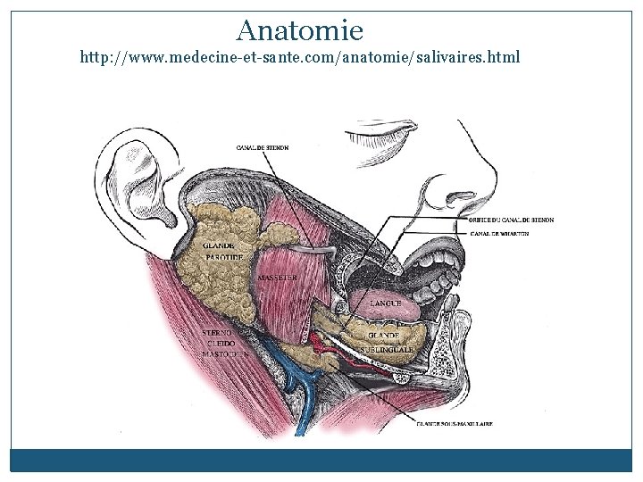 Anatomie http: //www. medecine-et-sante. com/anatomie/salivaires. html 