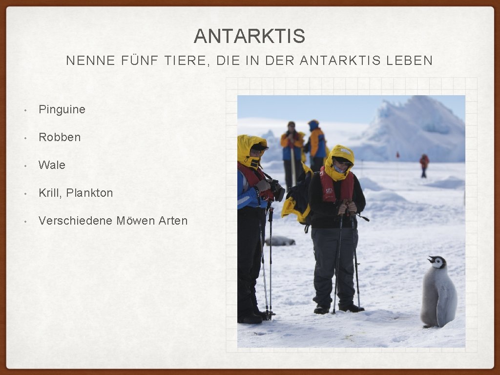 ANTARKTIS NENNE FÜNF TIERE, DIE IN DER ANTARKTIS LEBEN • Pinguine • Robben •