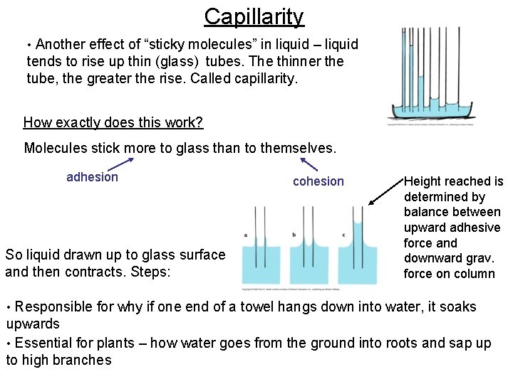 Capillarity • Another effect of “sticky molecules” in liquid – liquid tends to rise