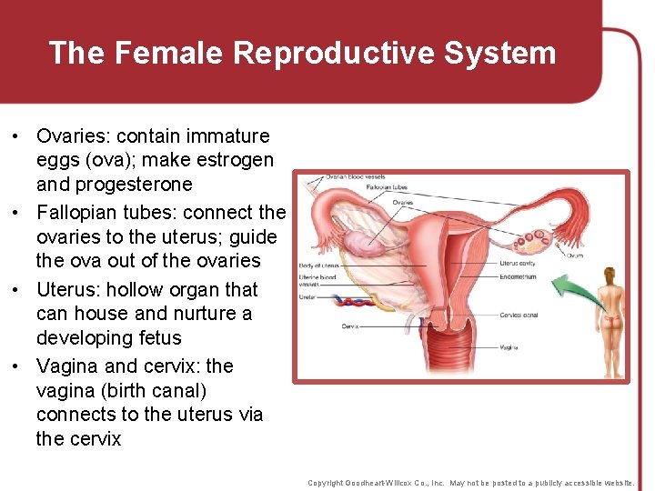 The Female Reproductive System • Ovaries: contain immature eggs (ova); make estrogen and progesterone