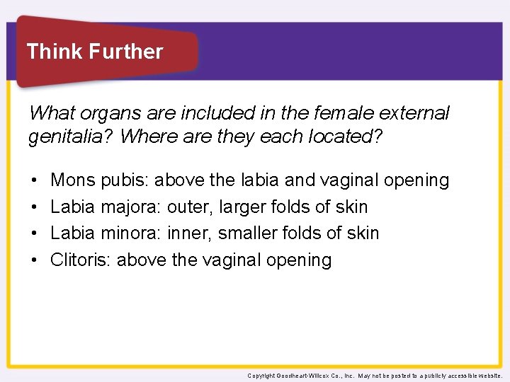 Think Further What organs are included in the female external genitalia? Where are they