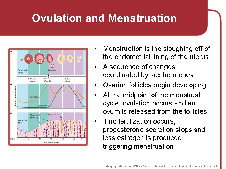 Ovulation and Menstruation • Menstruation is the sloughing off of the endometrial lining of