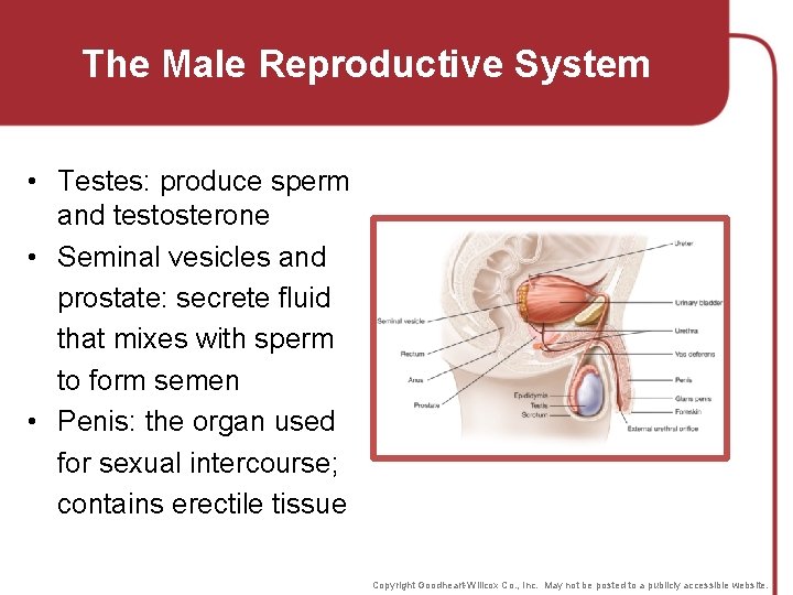 The Male Reproductive System • Testes: produce sperm and testosterone • Seminal vesicles and