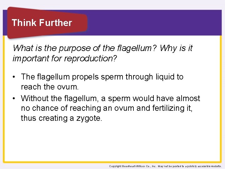 Think Further What is the purpose of the flagellum? Why is it important for