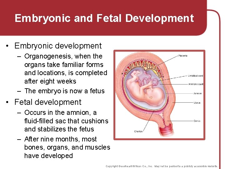 Embryonic and Fetal Development • Embryonic development – Organogenesis, when the organs take familiar