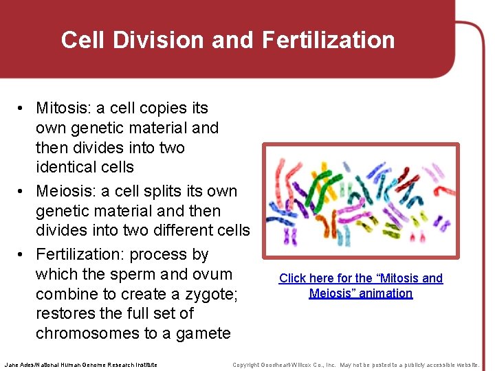 Cell Division and Fertilization • Mitosis: a cell copies its own genetic material and