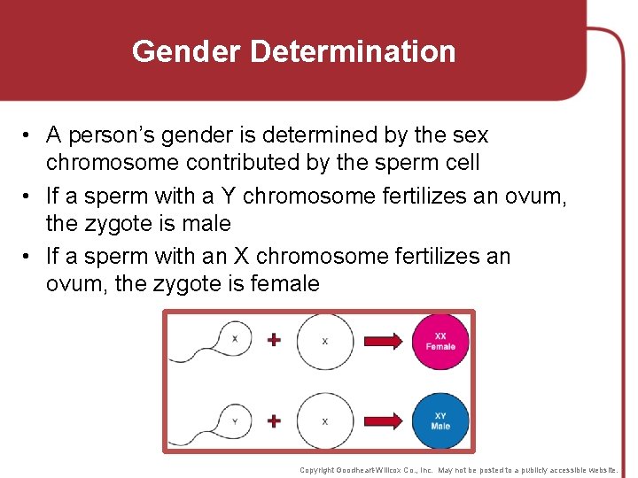 Gender Determination • A person’s gender is determined by the sex chromosome contributed by