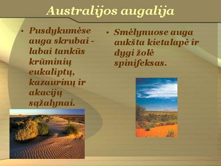 Australijos augalija • Pusdykumėse auga skrubai labai tankūs krūminių eukaliptų, kazaurinų ir akacijų sąžalynai.