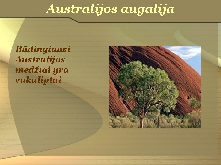 Australijos augalija Būdingiausi Australijos medžiai yra eukaliptai 