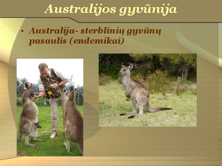 Australijos gyvūnija • Australija- sterblinių gyvūnų pasaulis (endemikai) 