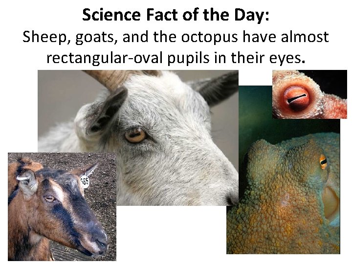 Science Fact of the Day: Sheep, goats, and the octopus have almost rectangular-oval pupils